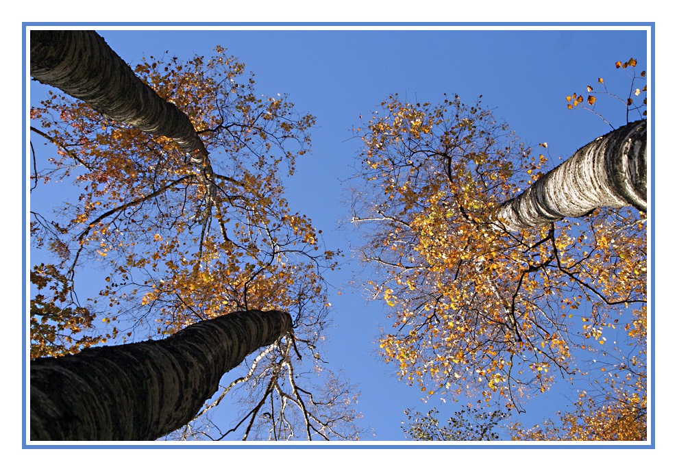 Herbstwald von unten