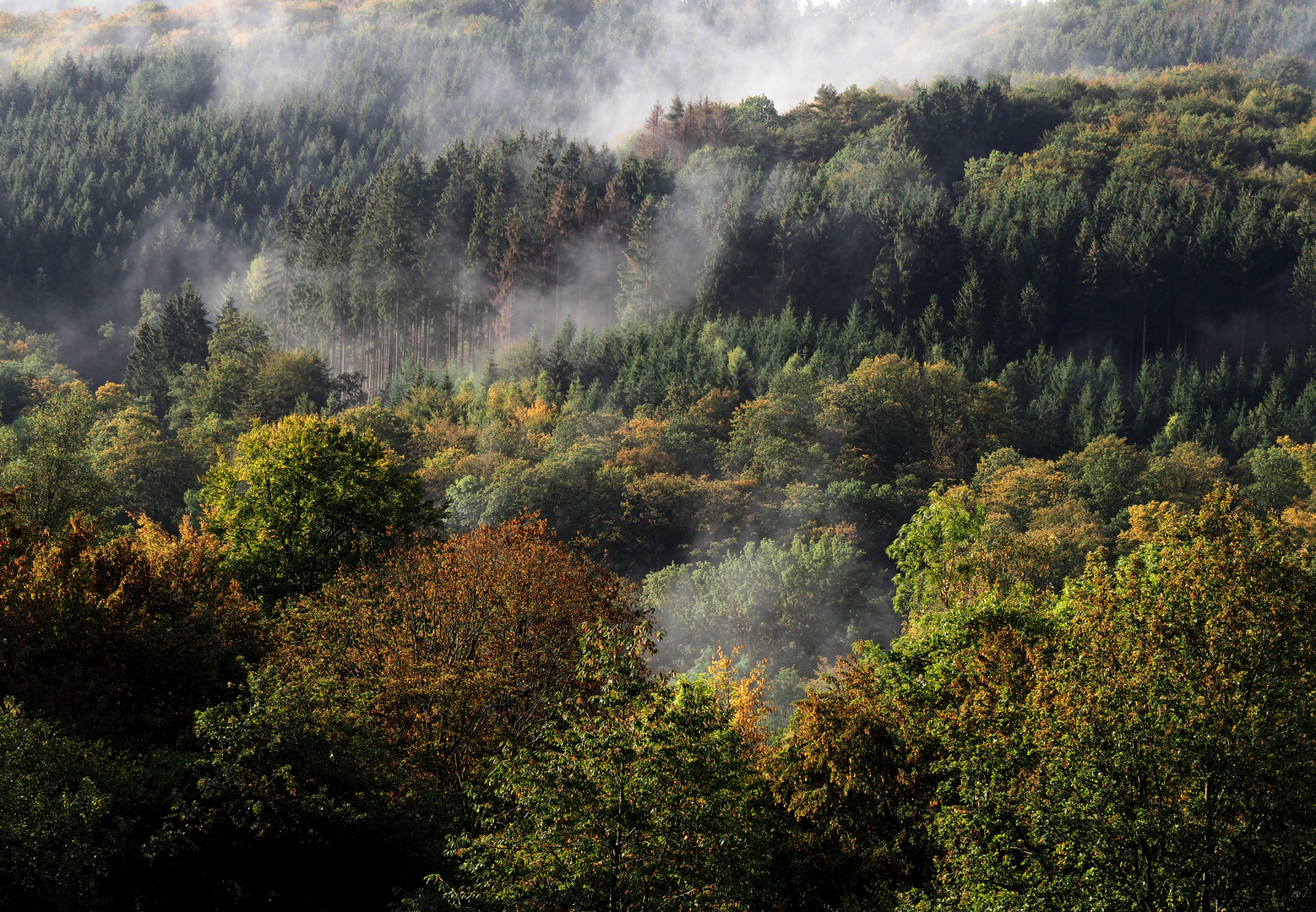 Herbstwald vor der Haustür