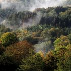 Herbstwald vor der Haustür