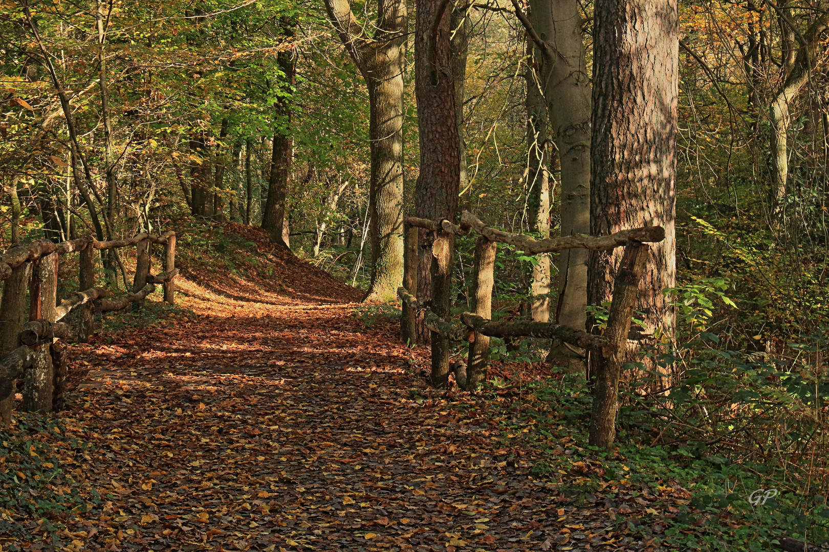 Herbstwald XI