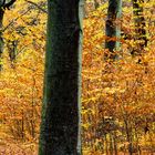 HERBSTWALD ZIEMLICH MITTEN IN DER STADT