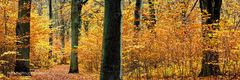 HERBSTWALD ZIEMLICH MITTEN IN DER STADT