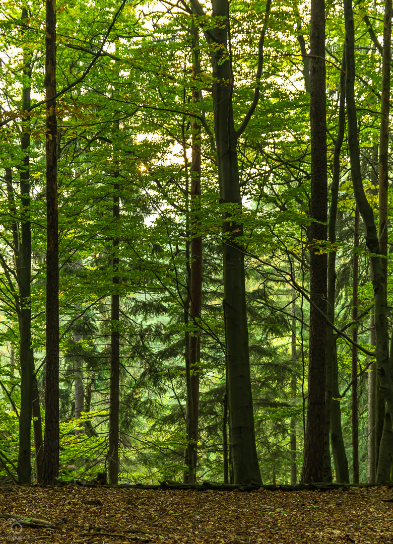 *Herbstwald zur goldenen Stunde*