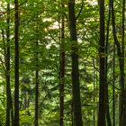 *Herbstwald zur goldenen Stunde*