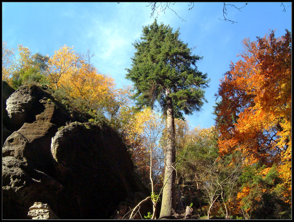 Herbstwald zwischen Stadt Wehlen und Kurort Rathen