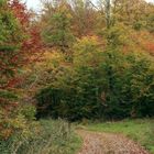 Herbstwald_1