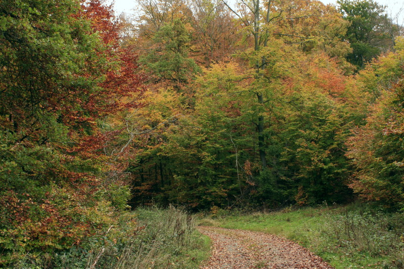Herbstwald_1