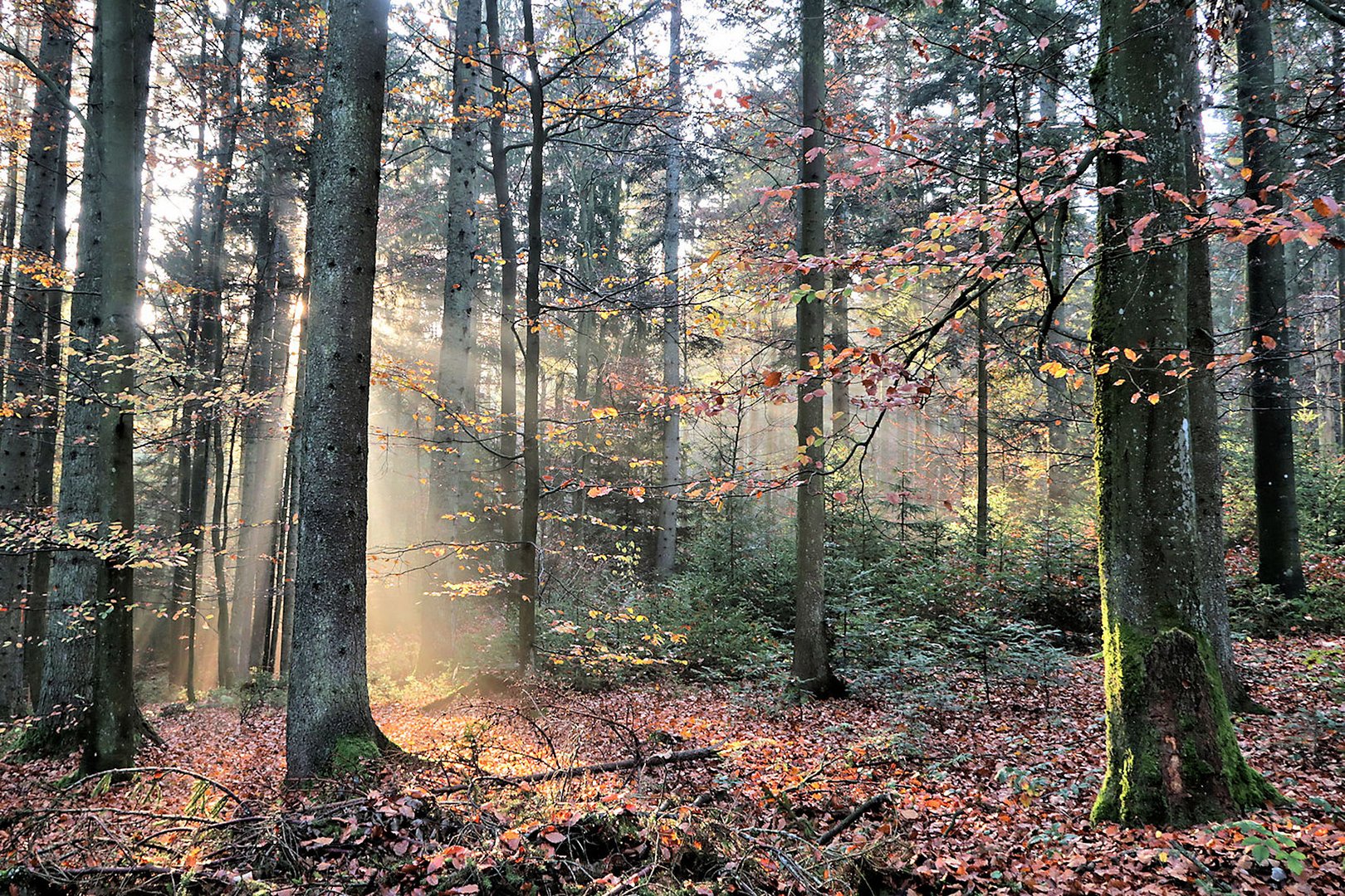 Herbstwald_1