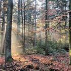 Herbstwald_1