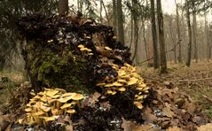 Herbstwald1