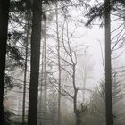 Herbstwald_1