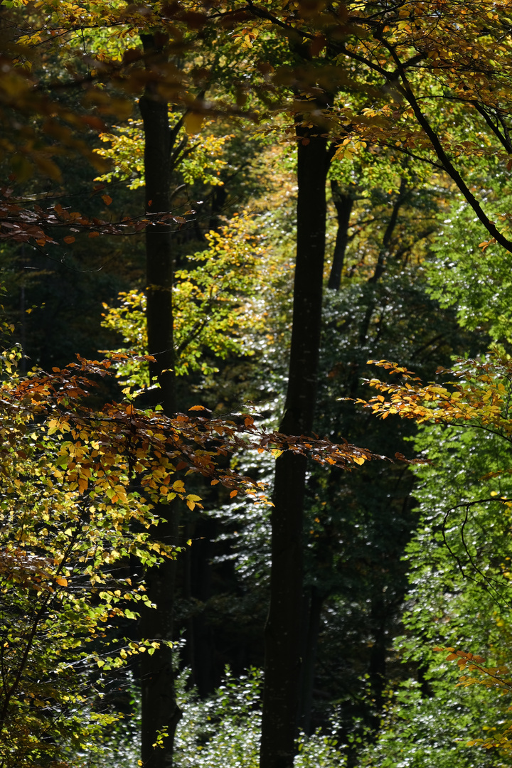 Herbstwald_1