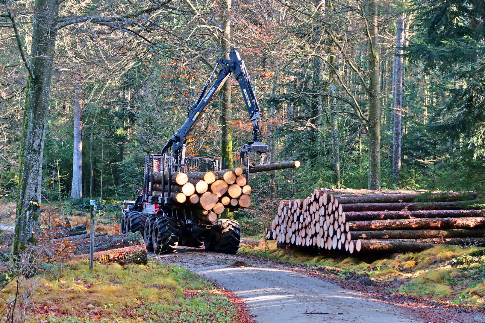 Herbstwald_1