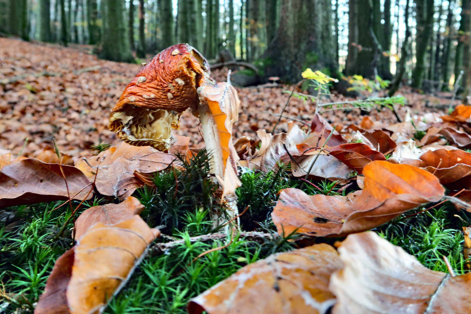 Herbstwald_10