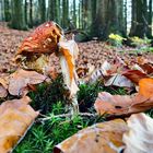 Herbstwald_10