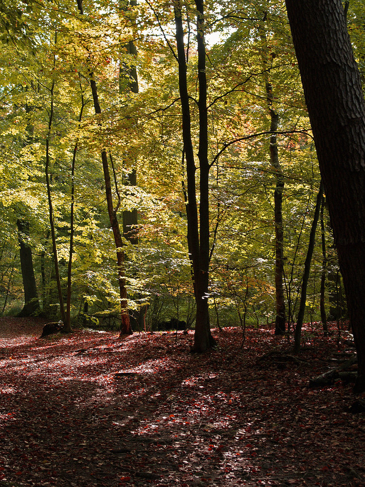 Herbstwald_2