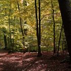 Herbstwald_2