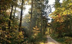 Herbstwald_2