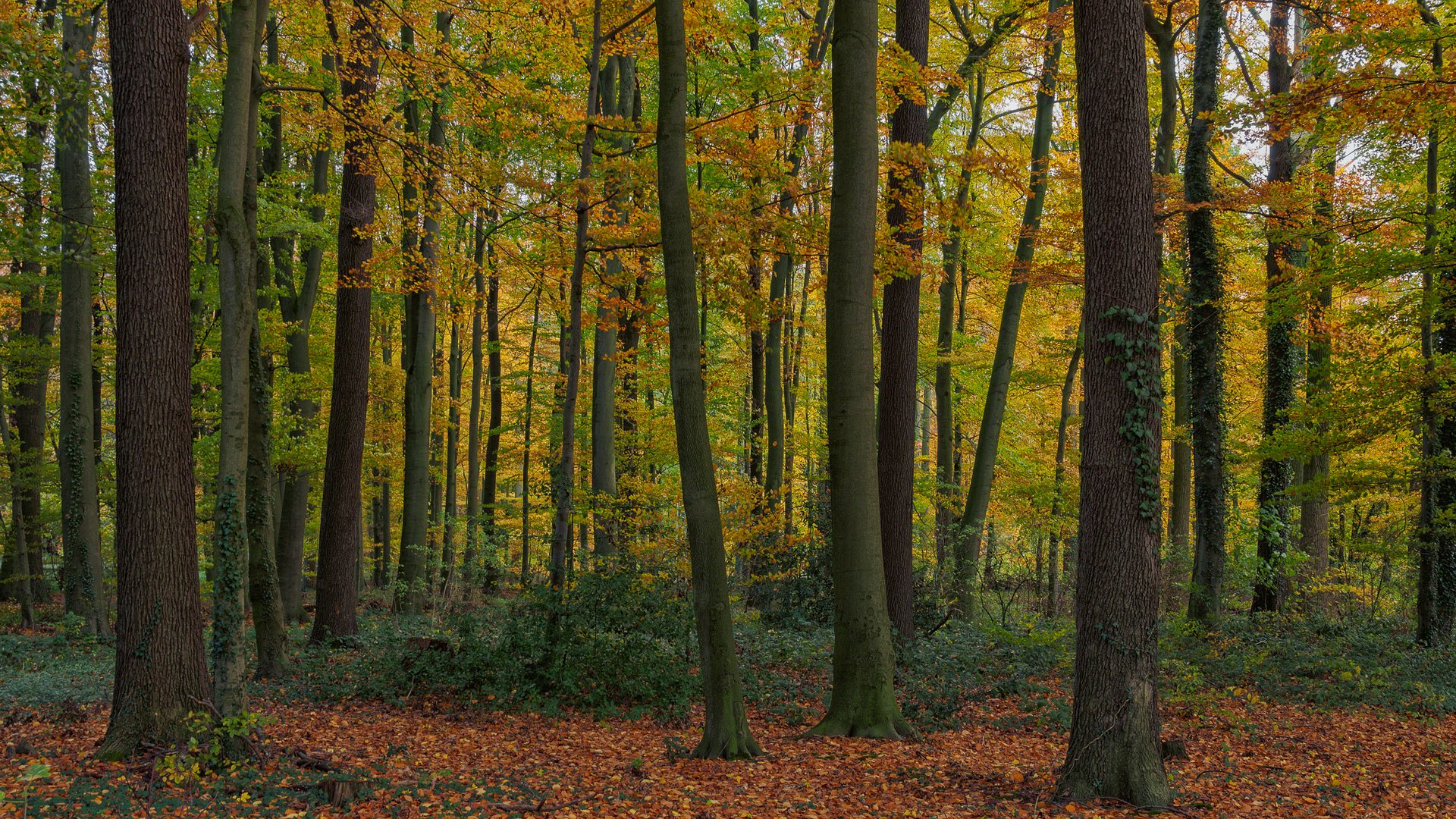 Herbstwald_2