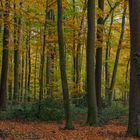 Herbstwald_2