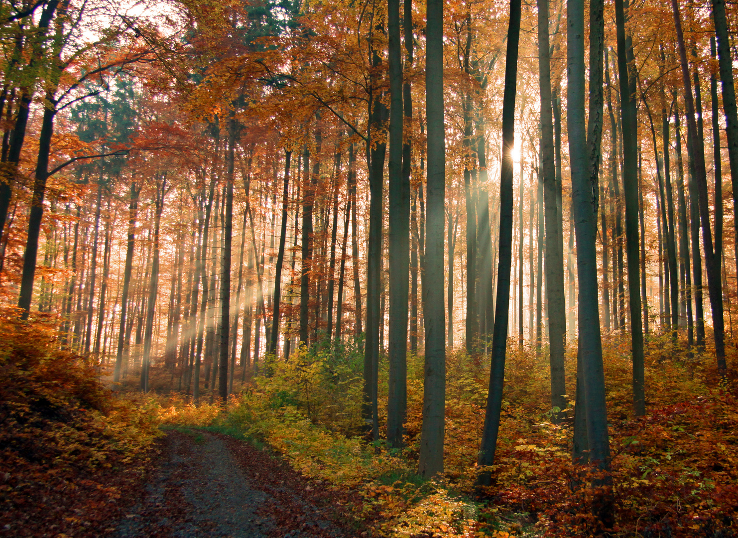 Herbstwald2