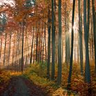 Herbstwald2