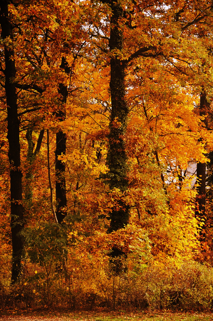 ....Herbstwald....2