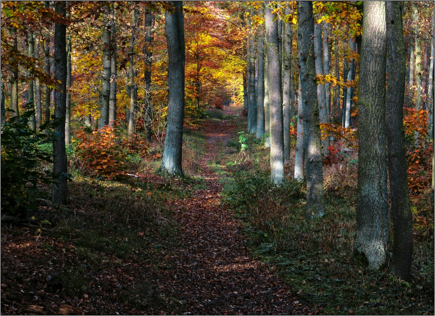 Herbstwald2