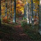 Herbstwald2