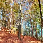 Herbstwald_2