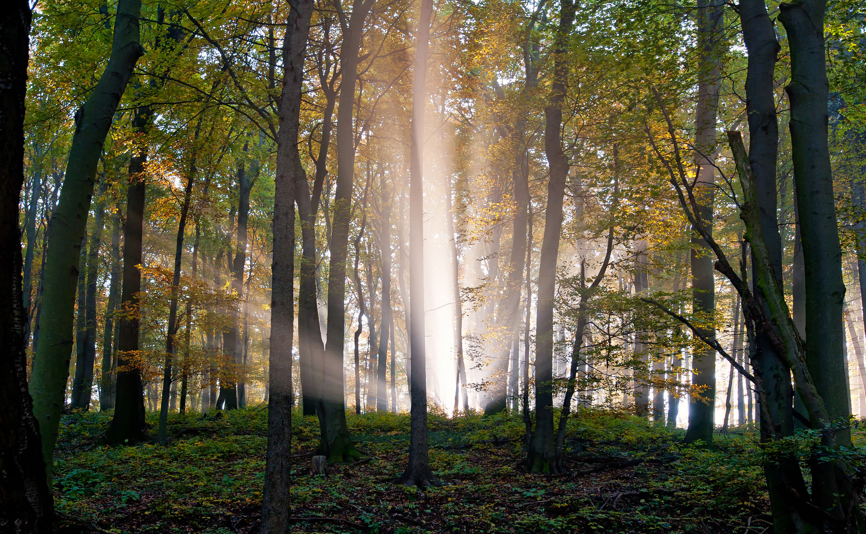 Herbstwald_2011_10_31_01