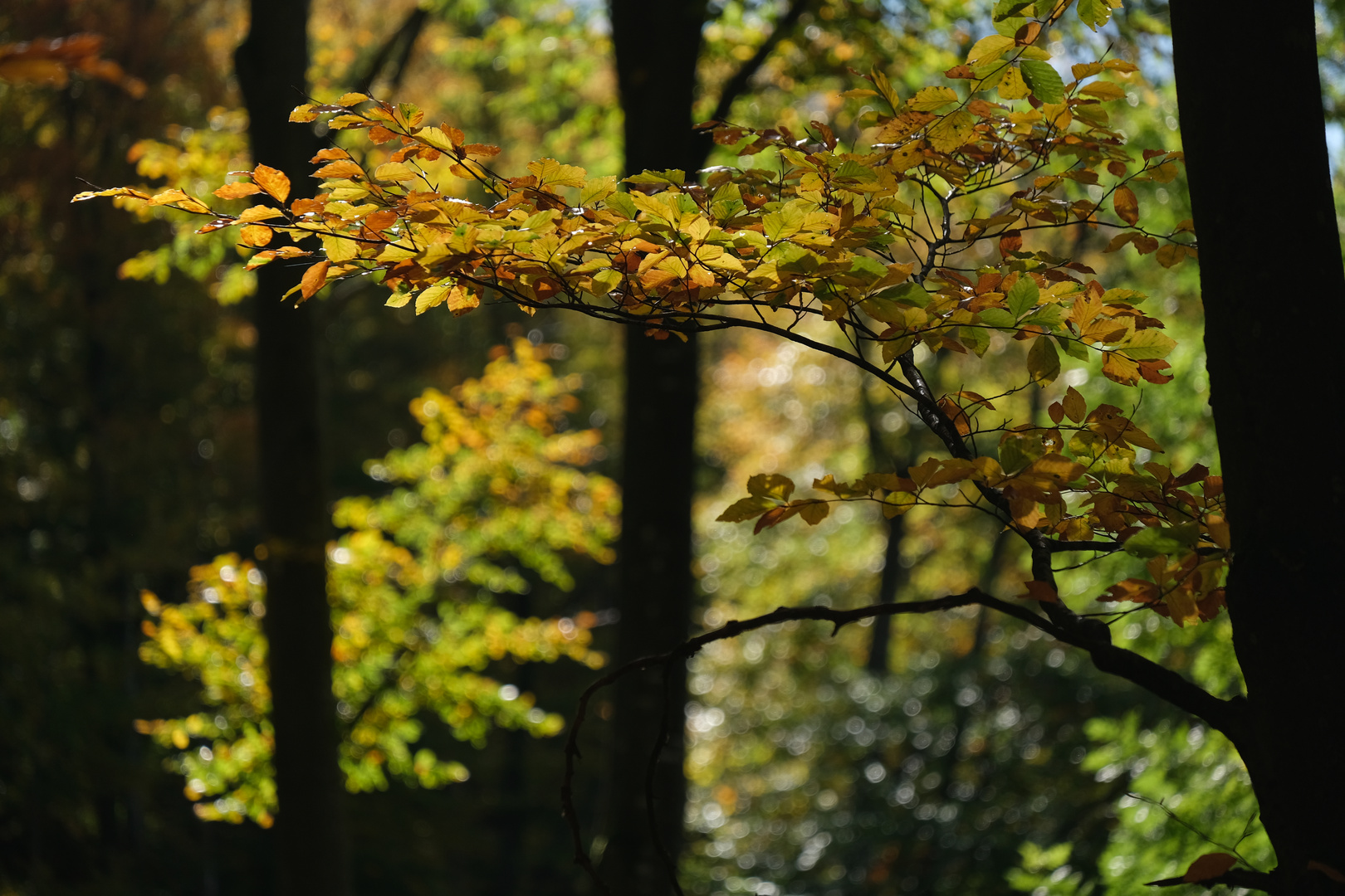 Herbstwald_3