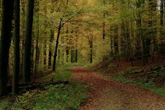 Herbstwald_3