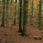 Herbstwald_5