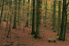 Herbstwald_5