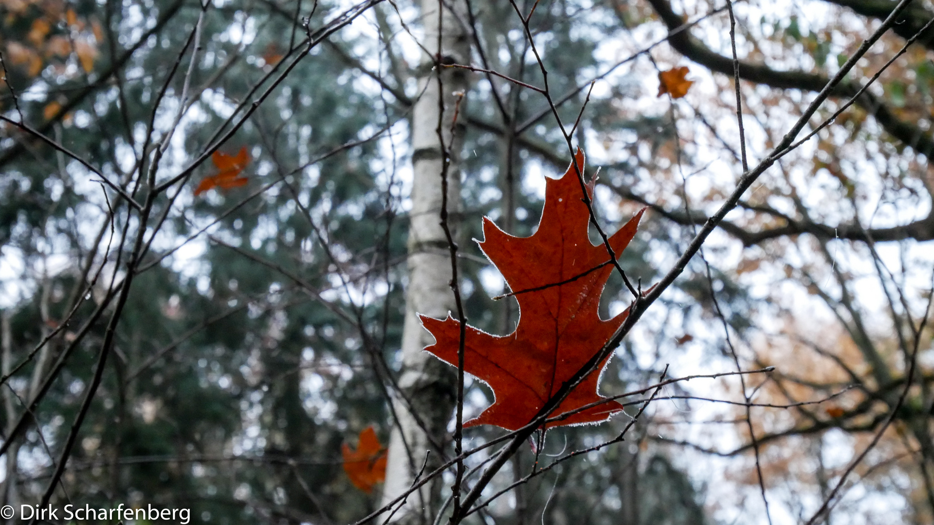 Herbstwald7