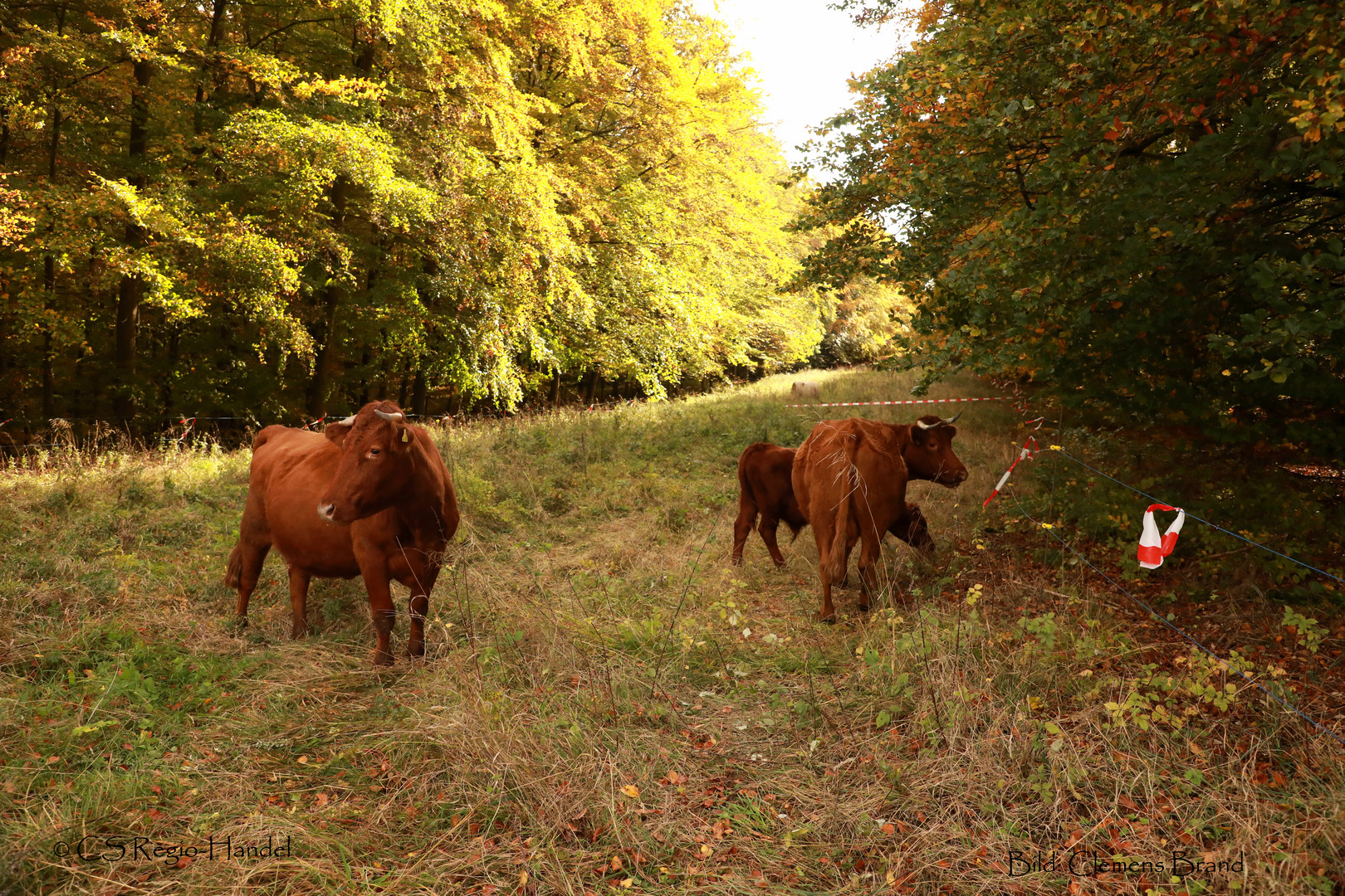 Herbstwaldbeweidung 