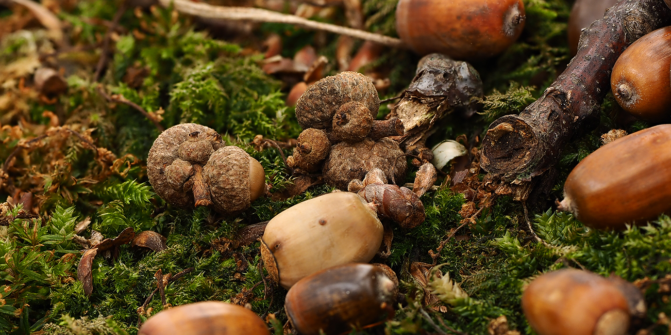 Herbstwaldboden