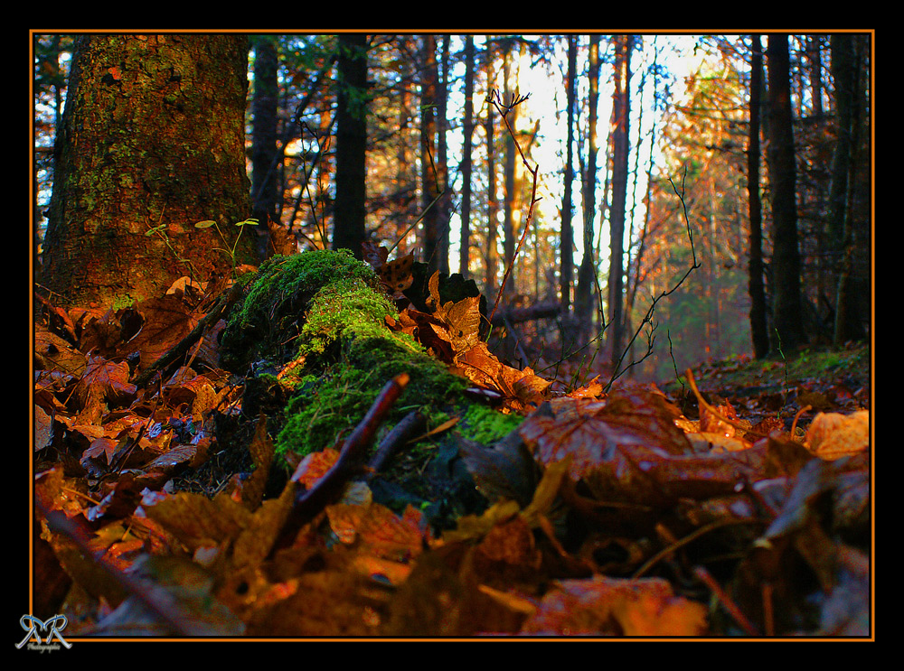 Herbstwaldboden