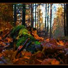 Herbstwaldboden