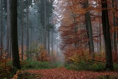 Herbstwaldfarben .....