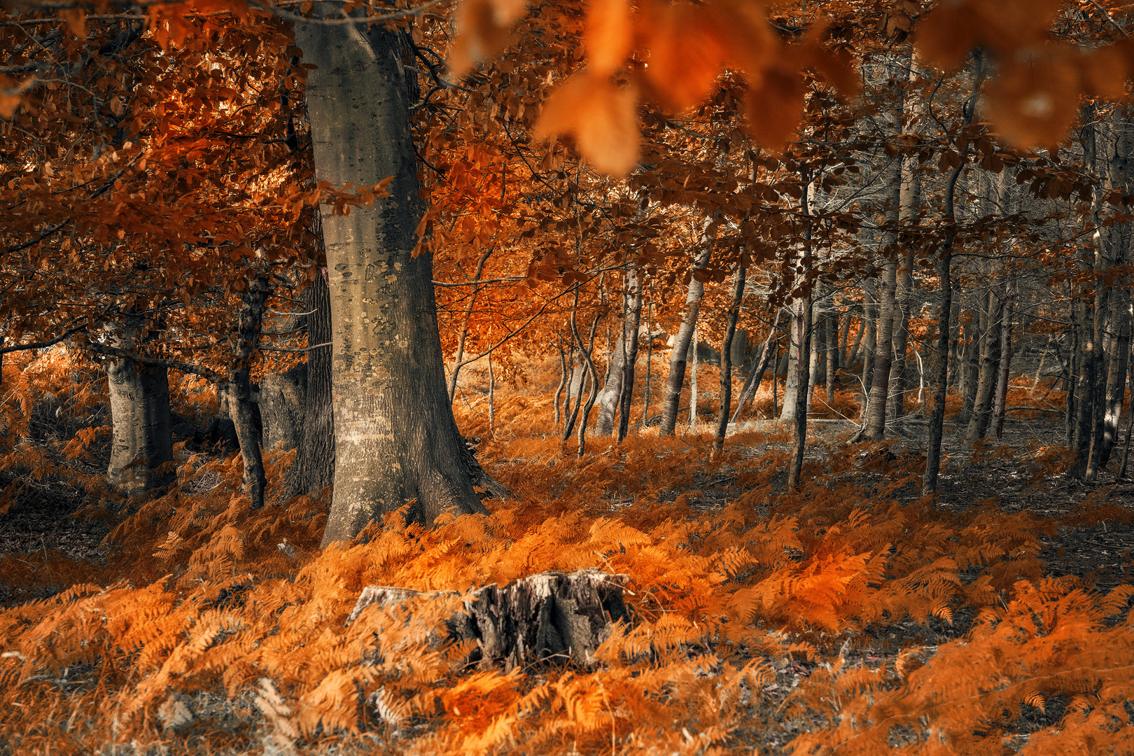 HerbstWaldFarben