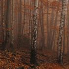 Herbstwaldfarben