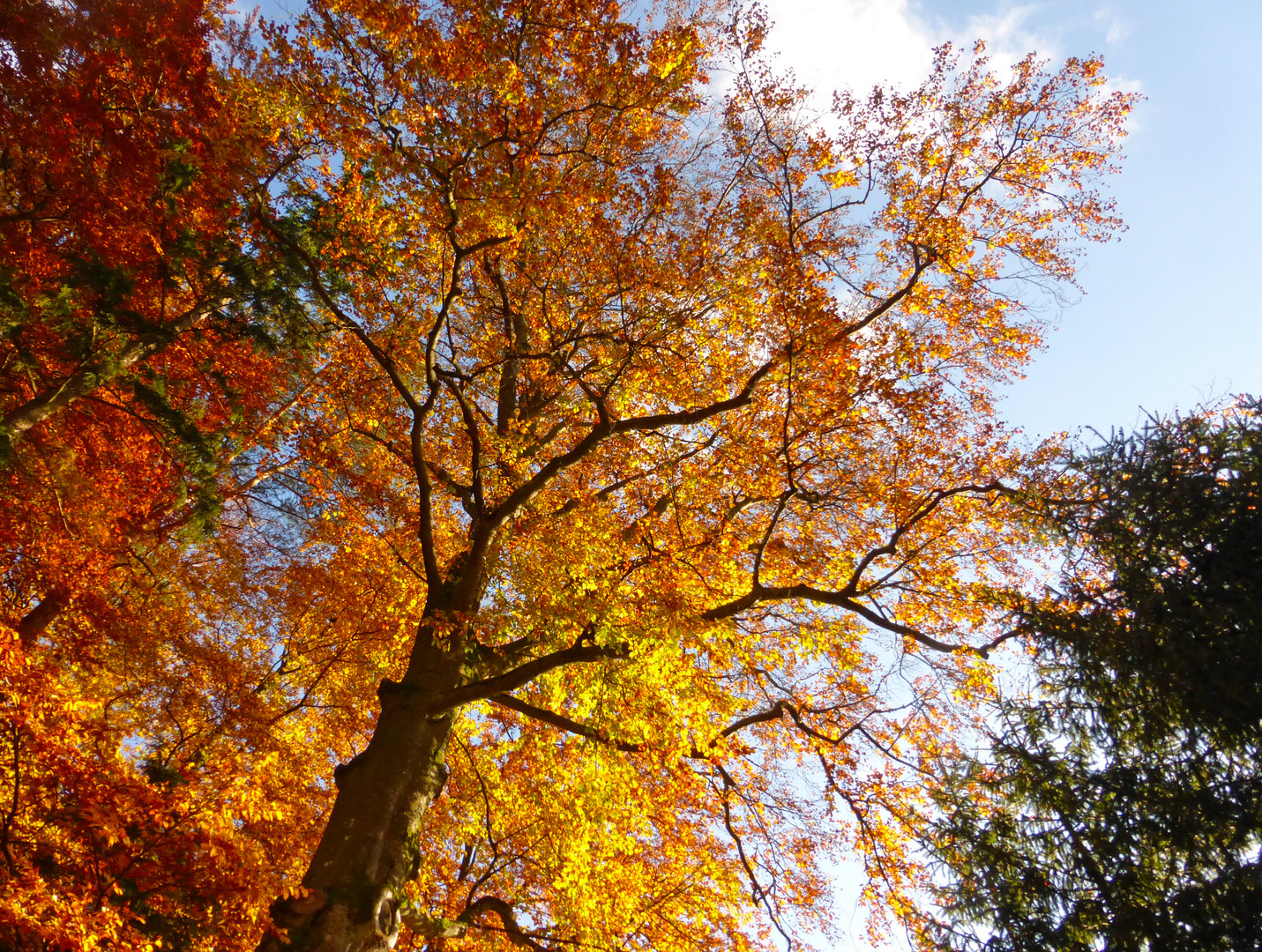 Herbstwaldfeuer