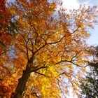 Herbstwaldfeuer