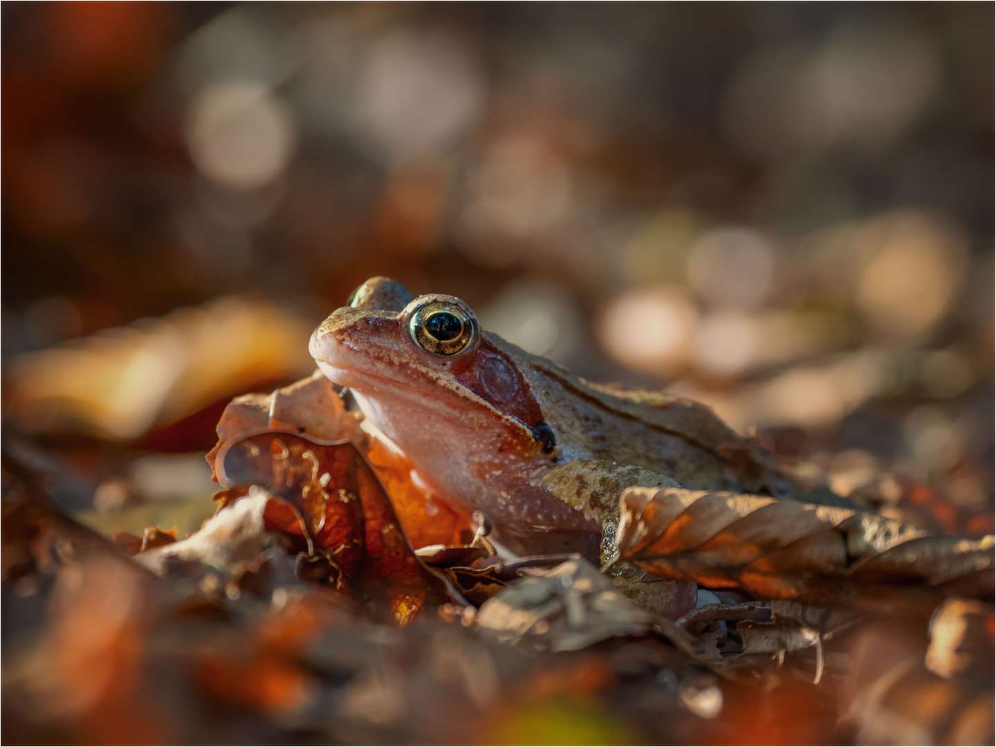 Herbstwaldfrosch