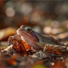 Herbstwaldfrosch