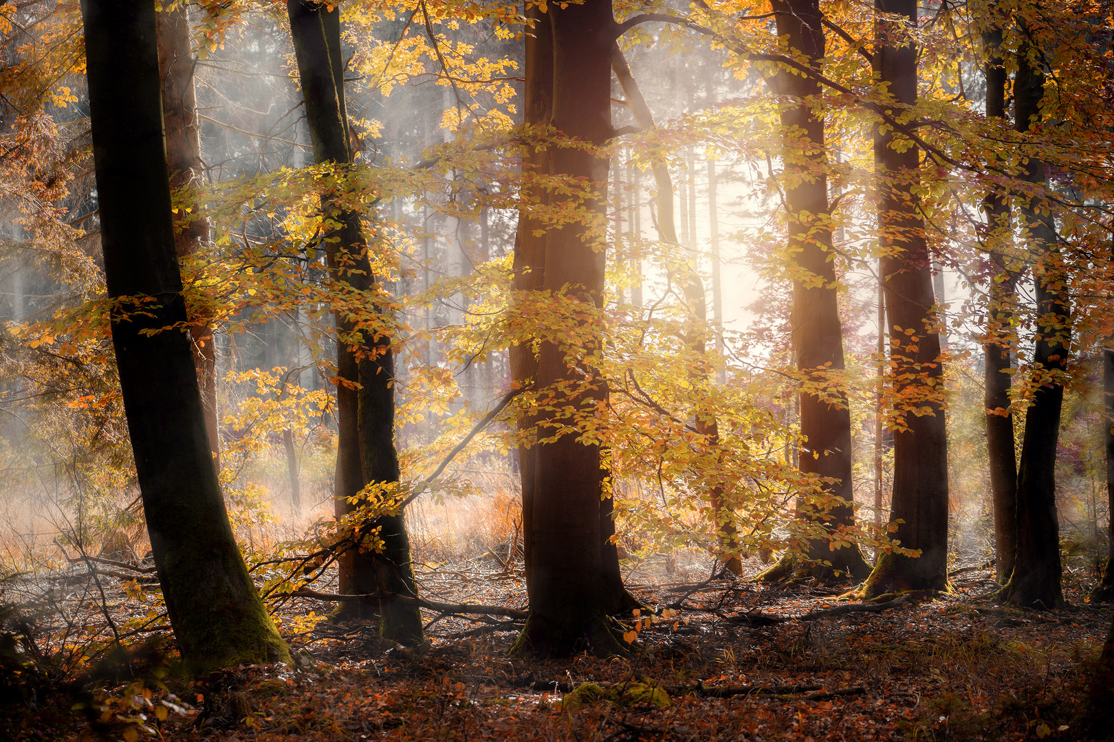 HerbstWaldGefühl