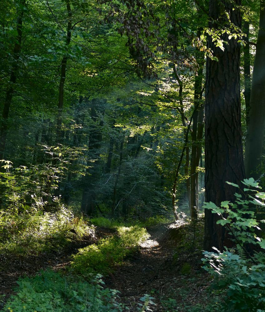 herbstwaldig, Spessart