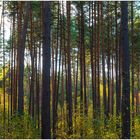 Herbstwald_II_